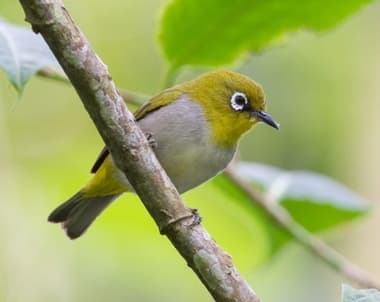 Foto de Oriental White Eye (Zosterops palpebrosus)