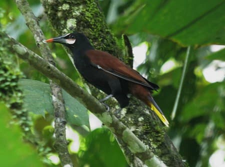 Foto de Oropéndola del Baudó (Psarocolius cassini)