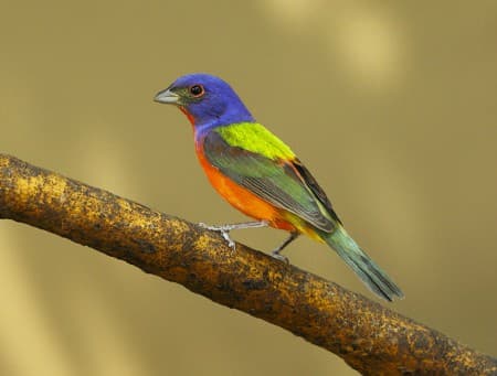 Foto de Painted Bunting (Passerina ciris)
