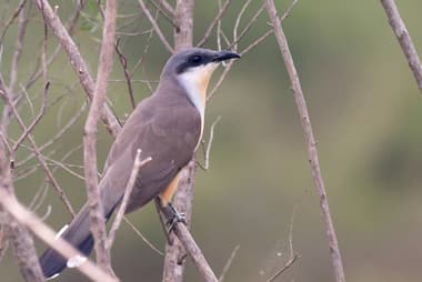 Foto de Papa-Lagarta-Acanelado (Coccyzus melacoryphus)