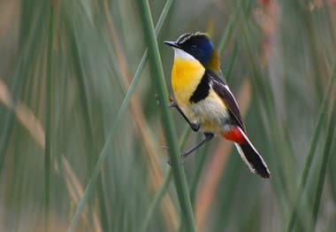 Foto de Papa-Piri (Tachuris rubrigastra)