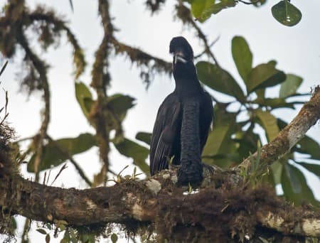 Foto de Paragüero Corbatudo (Semornis ramphastinus)