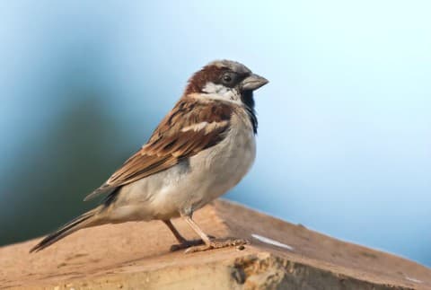 Foto de Pardal (Passer domesticus)