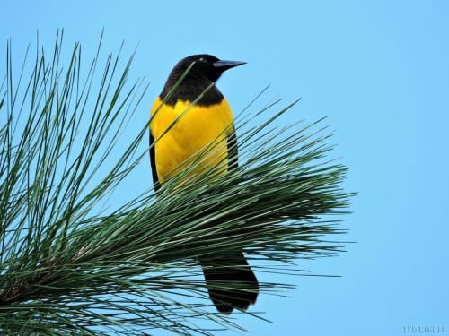 Foto de Pássaro-Preto do Brejo (Agelasticus cyanopus)