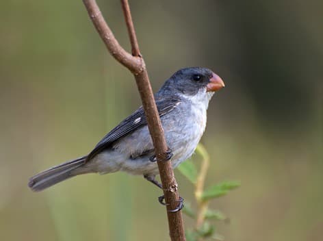 Foto de Patativa (Sporophila minuta)