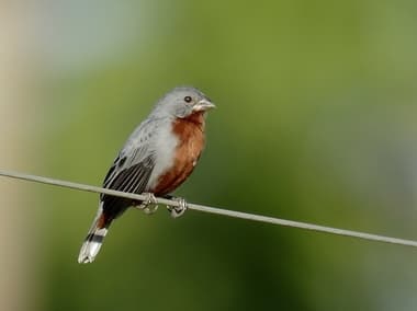 Foto de Peito-Roxo (Sturnella militaris)