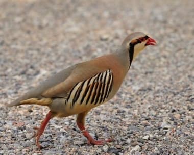 Foto de Perdiz (Rhynchotus rufescens)