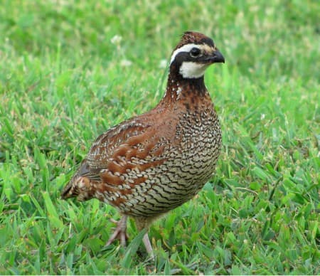Foto de Perdiz Santandereana (Odontophorus strophium)