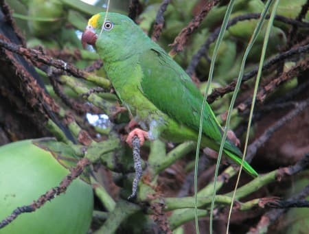 Foto de Perico Tui (Brotogeris sanctithomae)