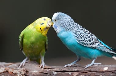Foto de Periquito Australiano (Melopsittacus undulatus)