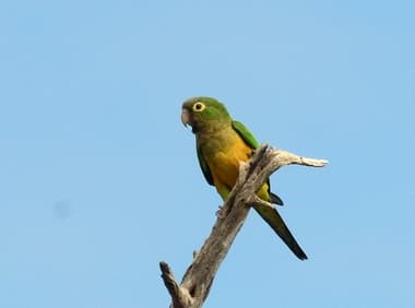 Foto de Periquito da Caatinga (Eupsittula cactorum)