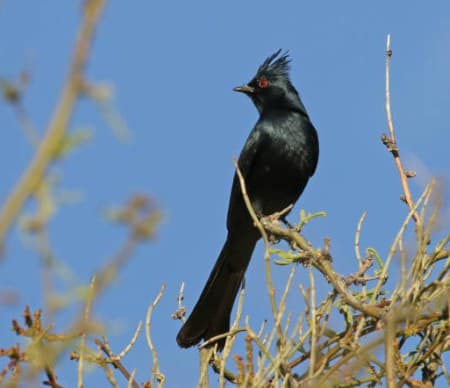 Foto de Phainopepla (Phainopepla nitens)
