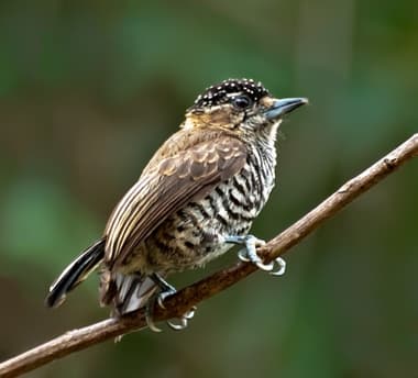Foto de Pica-Pau-Anão-Barrado (Picumnus cirratus)