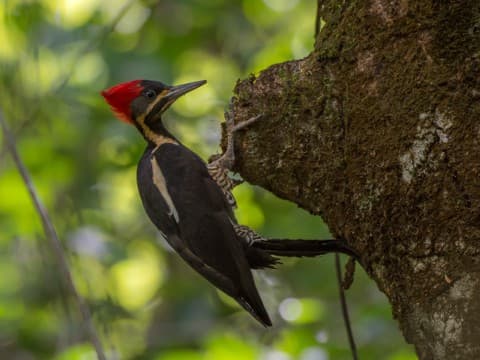 Foto de Pica-Pau de Banda Branca (Dryocopus lineatus)