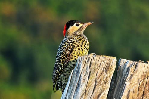Foto de Pica-Pau Verde Barrado (Colaptes melanochloros)