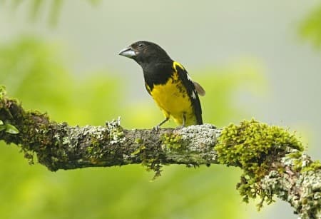 Foto de Picogrueso Dorsinegro (Pheucticus aureoventris)