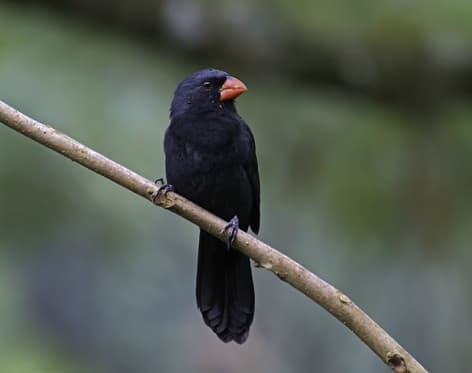 Foto de Bico de Pimenta (Saltatricula atricollis)