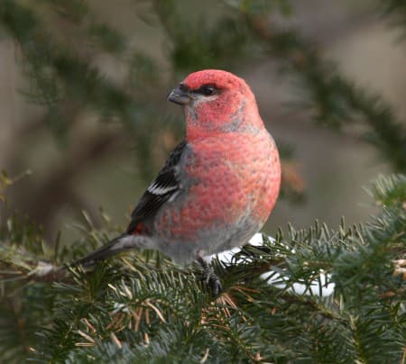 Foto de Pine Grosbeak (Pinicola enucleator)