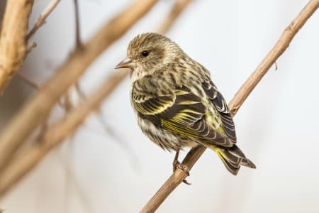 Foto de Pine Siskin (Spinus pinus)
