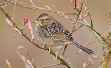 Foto de Pinewoods Sparrow (Peucaea aestivalis)