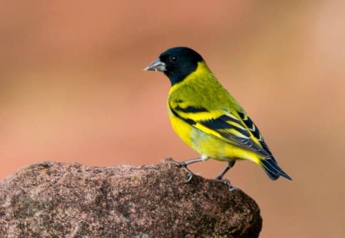 Foto de Goldfinch (Carduelis carduelis)