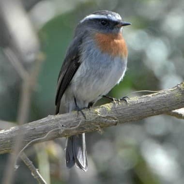 Foto de Pitajo Pechirrufo (Ochthoeca rufipectoralis)