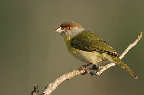 Foto de Pitiguari (Cyclarhis gujanensis)