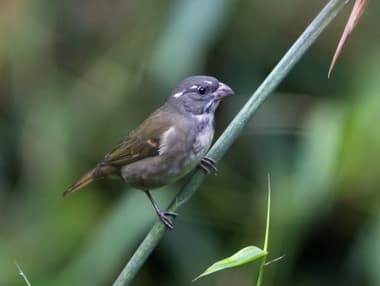 Foto de Pixoxó (Sporophila frontalis)