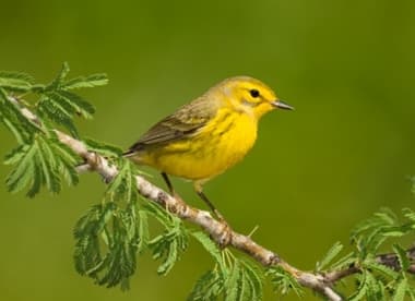 Foto de Prairie Warbler (Setophaga discolor)