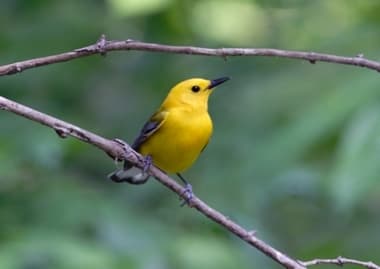 Foto de Prothonotary Warbler (Protonotaria citrea)