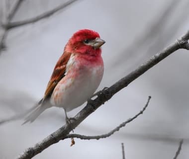 Foto de Purple Finch (Haemorhous purpureus)