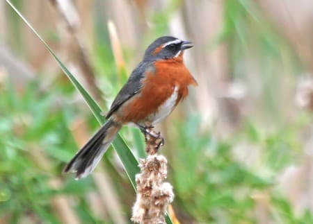 Foto de Quem-Te-Vestiu (Poospiza nigrorufa)