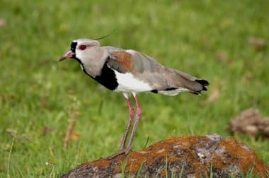Foto de Quero-Quero (Vanellus chilensis)