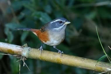 Foto de Quete-do-Sul (Poospiza lateralis)