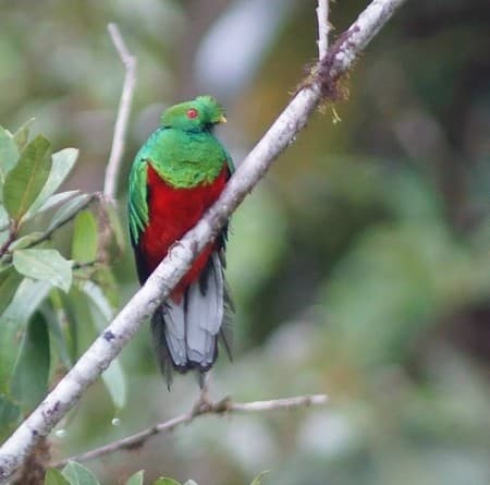 Foto de Quetzal Crestado (Pharomachrus antisianus)