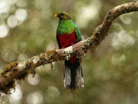 Foto de Quetzal Dorado (Pharomachrus auriceps)