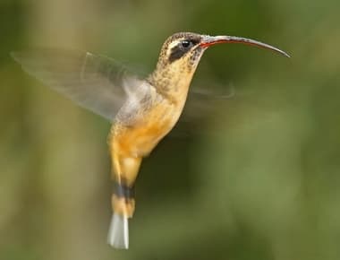 Foto de Rabo-Branco-Acanelado (Phaethornis pretrei)