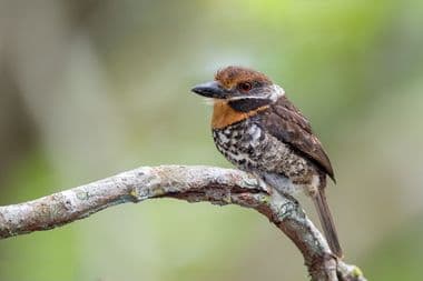 Foto de Rapazinho-Carijó (Nystalus radiatus)