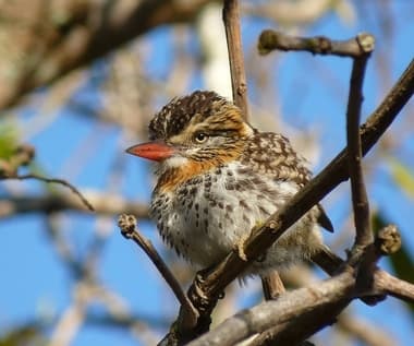 Foto de Rapazinho-dos-Velhos (Nystalus chacuru)