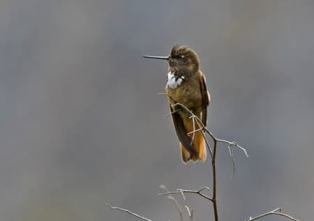Foto de Rayo-de-sol Acanelado (Aglaeactis castelnaudii)