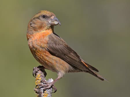 Foto de Red Crossbill (Loxia curvirostra)