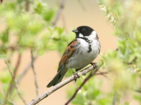 Foto de Reed Bunting (Emberiza schoeniclus)