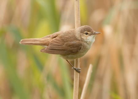 Foto de Reed Warbler (Acrocephalus scirpaceus)