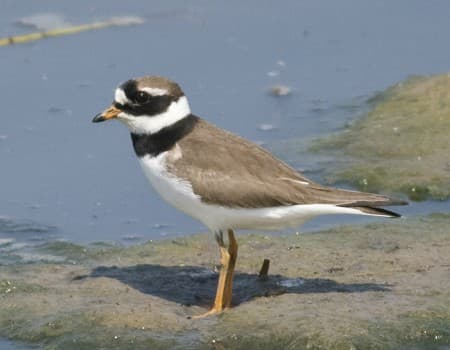 Foto de Ringed Plover (Charadrius hiaticula)
