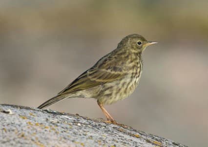 Foto de Rock Pipit (Anthus petrosus)