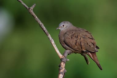 Foto de Rolinha (Columbina minuta)