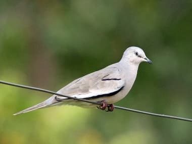 Foto de Rolinha-Picui (Columbina picui)