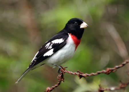 Foto de Rose-Breasted Grosbeak (Pheucticus ludovicianus)