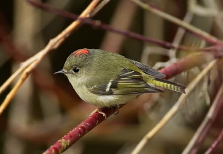 Foto de Ruby-Crowned Kinglet (Corthylio calendula)