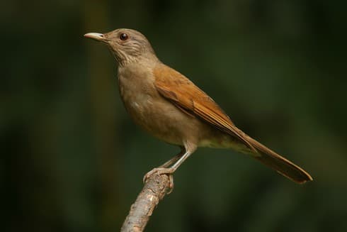 Foto de Sabiá Barranco (Turdus leucomelas)